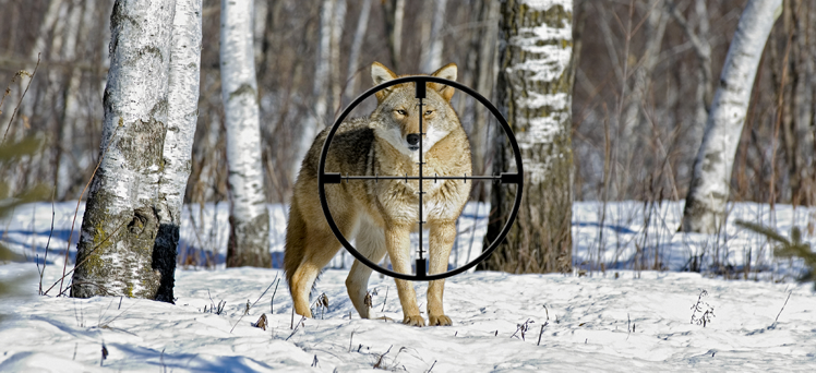Coyote Contest